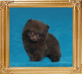 Yingyang_Dantes_Dream_0.9lbs_2mo_49622.jpg