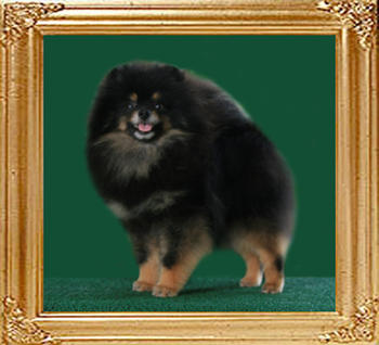 Yingyang_Delilah_of_Canton_2yrs_2mo.jpg