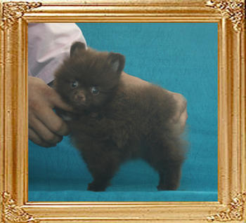Yingyang_Dreamer_of_Vadette_1.43lbs_2mo_1wk_P6-6_7943.jpg