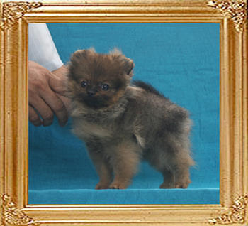 Yingyang_Geogina_Sin_1.5lbs_3mo_2wk_P6-6_3357.jpg