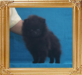 Yingyang_Gigola_Delight_2mo_3wk_1.76lbs_P6-6_4660.jpg