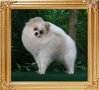Yingyang_Just_A_Star_1yr_5.5lbs.jpg