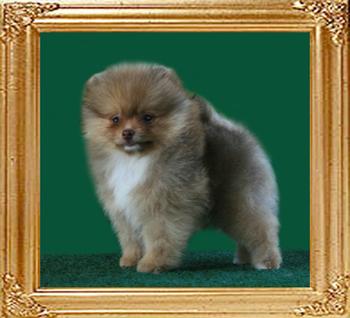 Yingyang_Lady_of_the_Lake_2mo_1.6_lbs.jpg