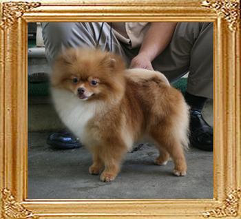 Yingyang_Lady_of_the_Lake_2yr_4.6lbs_0827.jpg