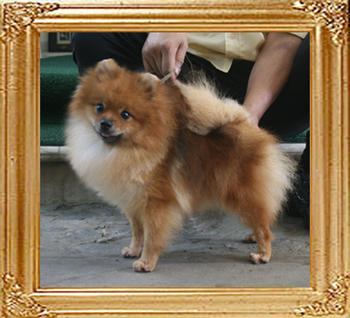 Yingyang_Loretta_Young_6.38lbs_2yr_6533.jpg