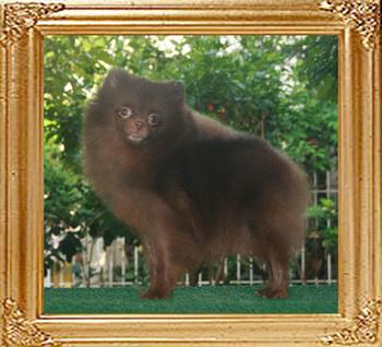 Yingyang_Macadamia_Nut_9_mos_3_wks.jpg