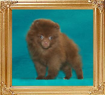 Yingyang_Malteseer_Joe_1.8lbs_at_2mo_1wk_47437.jpg