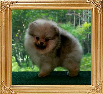 Yingyang_Milky_Way_8weeks.jpg