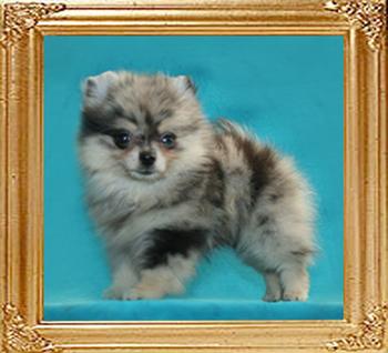 Yingyang_Minerva_2mo_1wk_1.4lbs.jpg