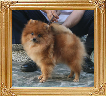 Yingyang_Orion_Bound_2yr_5mo_4.73lbs_4012.jpg
