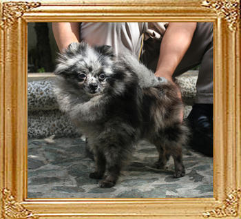 Yingyang_Paisey_Blossom_4.4lbs_1yr_8mo_2384.jpg