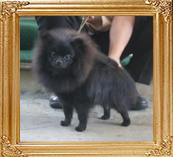 Yingyang_Penelope_Dream_10mo_5.72lbs_5671.jpg