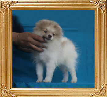 Yingyang_Petula_Paisley_P6-6_4.62lbs_4mo_2wk_2337.jpg