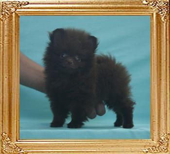 Yingyang_Remember_The_Dream__first_2mo_1wk_1.7lbs_5456.jpg