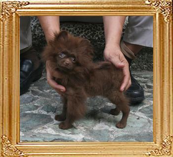 Yingyang_Remember_the_Dream_2.4lbs_at_3mo_3wk_7510.jpg