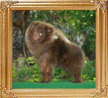 Yingyang_Royce_Delight__5190_7mo_4lbs_22cm_47439.jpg