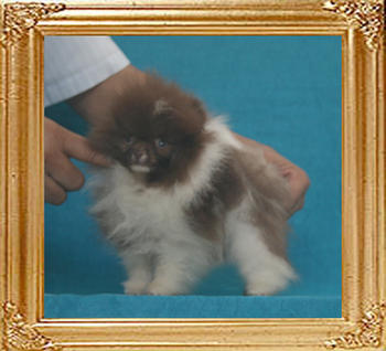 Yingyang_Shadey_Truffles_1.1lbs_2mo_3wk_P6-6_3740.jpg