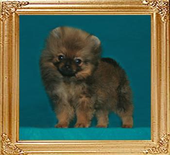 Yingyang_Splendour_of_Canton_1.1lbs_at_2mo_47440.jpg