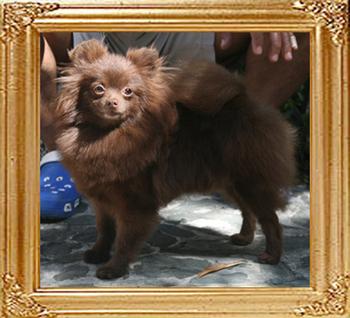 Yingyang_Sweet_Remembrance_1yr_2mo_3.2lbs_8257.jpg
