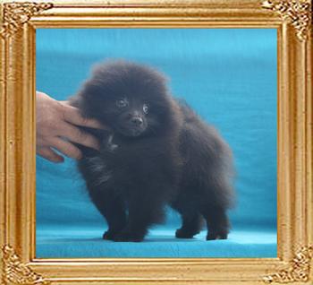 Yingyang_Triton_Bomber_3.3lbs_at_2mo_3wk_6653.jpg