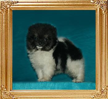 Yingyang_Triton_Bravado_1.1lbs_1mo_2wk_49632.jpg