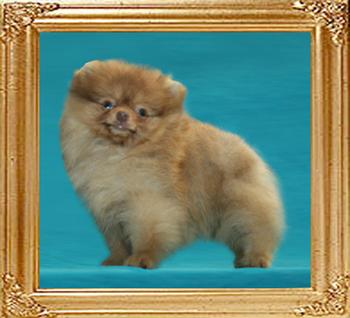Yingyang_Triton_Dancer_2mo_3wk_1.7lbs.jpg