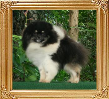 Yingyang_Triton_Dark_Shadow__21cm_4.5lbs_1yr_4mo_46073.jpg