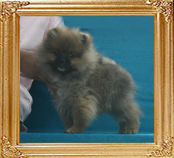 Yingyang_Unbreakable_Orion_3.3lbs_3mo_P6-6_7568.jpg