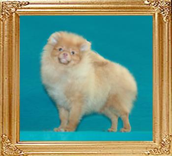 Yingyang_Vadette__6615_5mo_1wk_5lbs_47582.jpg