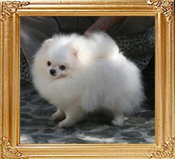 Yingyang_White_Bambina_2.21lbs_2yr_2mo_8931.jpg