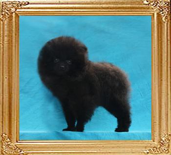 Yinyang_Dalissa_of_Canton_2.2lbs_4mo_1wk.jpg