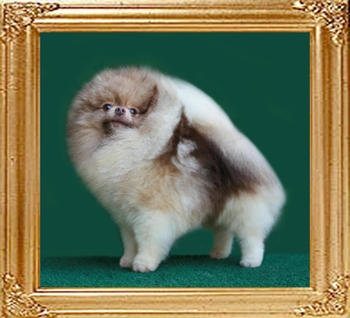 Yongyang_Triton_of_Canton_3yrs_2mo.jpg