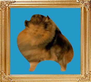 sable_8x10.jpg