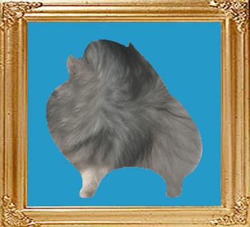 wolf_sable_8x10.jpg
