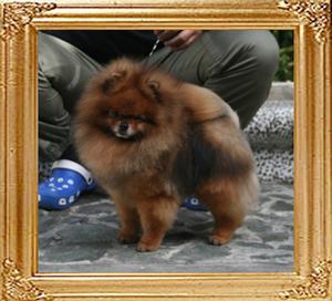 Bomber_of_Pu_Tao_Weng_Pomeranian_Kennel_7783_final.jpg