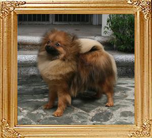 Canton_Krystie_Kringles_11mo_3wk_5.7lbs_47536.jpg