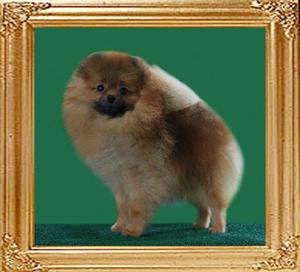 Mara_of_Chin_Chin_Pomeranian_Kennel.jpg