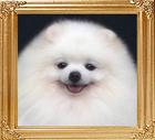 156_Ph_Am_Ch_Showins_Powerball.jpg
