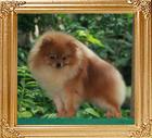 Canton_Apollo_Bello_1yr_4.5lbs_47001.jpg