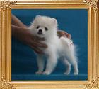 Canton_Bailey_McJones__3.3lbs_3mo_3wk_P6-6_6456.jpg