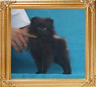 Canton_Black_Irmhild_1.8lbs_3mo_1wk_P6-4_3426.jpg