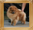 Canton_Bravo_Mystery_4.84lbs_1yr_4819.jpg