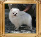 Canton_Fair_Darling_3lbs_1yr_8916_.jpg