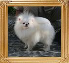 Canton_Fair_Sweetheart_2.75lbs_1yr_8895.jpg