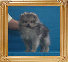 Canton_Fredrick_Khan_3mo_2.2lbs_P6-6_4461.jpg