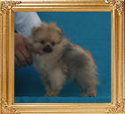 Canton_Glenda_Glonda_1.6lbs_3mo_P6-6_3632.jpg