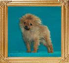 Canton_Jacqui_Dee__6585__1mo_1.8lbs_6-6_47533.jpg
