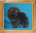 Canton_Rafffaella_Moon_1.1lbs_1mo_3wk_P6-5_0545.jpg