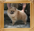 Canton_Silver_Lotus_528lbs_8yr_11mo_8810.jpg