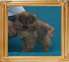 Canton_Sweet_Charice_1.3lbs_3mo_P6-6_3613.jpg